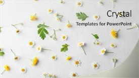  Presentation with spectrum laser beams light - Amazing PPT theme having scattered chamomile flowers on light backdrop and a light gray colored foreground