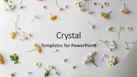  Presentation with chamomile - Slide set with scattered chamomile flowers on light background and a light gray colored foreground