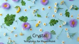  Presentation with field - Cool new theme with scattered field flowers on color background backdrop and a light blue colored foreground