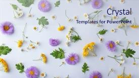  Presentation with field - PPT theme with scattered field flowers on light background and a sky blue colored foreground