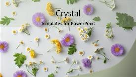  Presentation with wild flower in field of daisies - PPT theme enhanced with scattered field flowers on light background and a mint green colored foreground