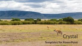  Presentation with animal nature - Audience pleasing slides consisting of scavenger hunt - animal nature and wildlife concept backdrop and a coral colored foreground