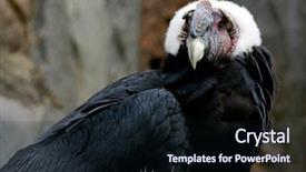  Presentation with silver fern black white flag - Slide set consisting of apple and pear representing overload background and a soft green colored foreground