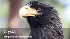  Presentation with wind energy close up portrait - Colorful PPT layouts enhanced with scavenger hunt - biggest bird close up portrait backdrop and a dark gray colored foreground