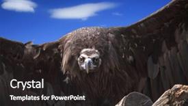  Presentation with eagle - Presentation design having scavenger hunt - biggest bird close up portrait background and a dark gray colored foreground