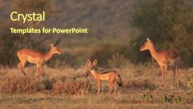  Presentation with black - Colorful theme enhanced with scavenger hunt - black-backed jackal impala in background backdrop and a  colored foreground
