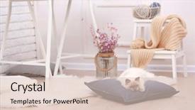  Presentation with new cold room storage - PPT theme featuring sceins - color-point cat lying background and a lemonade colored foreground