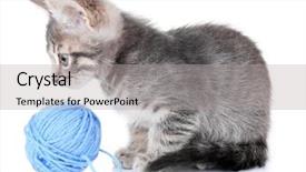  Presentation with hello kitty cute little kitten - Beautiful slide deck featuring sceins - cute little grey kitten backdrop and a  colored foreground