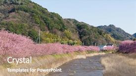  Presentation with tree river - Audience pleasing slide deck consisting of scenary - sakura tree and river backdrop and a coral colored foreground