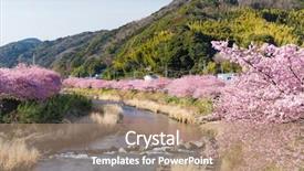  Presentation with tree river - Colorful presentation theme enhanced with scenary - sakura tree and river backdrop and a coral colored foreground