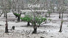  Presentation with joshua tree national park - Slides enhanced with scenary - trees in bako national park background and a  colored foreground