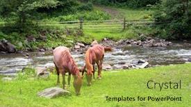 Presentation with horses - PPT layouts consisting of scene-of-rural-ukraine-horses background and a yellow colored foreground