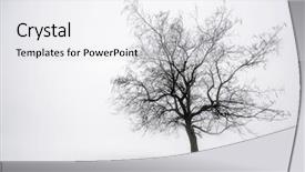  Presentation with single tree - PPT theme having scene of single leafless tree background and a light gray colored foreground