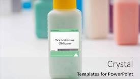  Presentation with microalgae - Slide set consisting of scenedesmus-obliquus-microalgae-a-green background and a light gray colored foreground