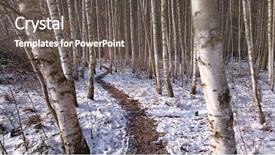  Presentation with winter forest - Presentation consisting of scenery from winter birch forest betula pendula silver birch panoramic view of snowy landscape background and a gray colored foreground