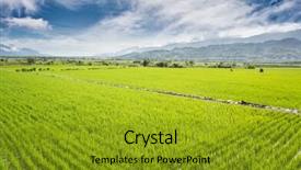  Presentation with farm - Slide deck with scenery of green rice farm background and a  colored foreground