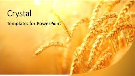  Presentation with harvest - Colorful presentation enhanced with scenery under shining sunlight background backdrop and a white colored foreground