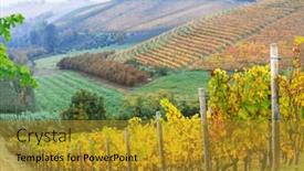  Presentation with vineyards - Presentation design consisting of scenic-autumn-vineyards-of-grapewine background and a gold colored foreground