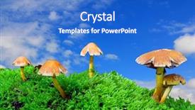  Presentation with magic mushrooms - PPT theme with scenic group of magic mushrooms background and a cobalt blue colored foreground