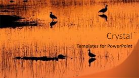  Presentation with south africa - Slide set featuring scenic-landscape-of-waterfowl background and a gold colored foreground