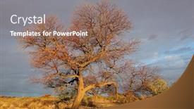  Presentation with landscape desert - Slide deck featuring scenic-landscape-with-a-tree background and a violet colored foreground