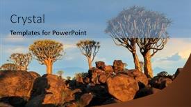  Presentation with scenic - Colorful PPT theme enhanced with scenic-landscape-with-quiver-trees backdrop and a teal colored foreground