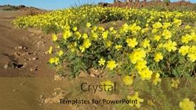 Presentation with scenic - PPT layouts enhanced with scenic-landscape-with-yellow-flowers background and a gold colored foreground