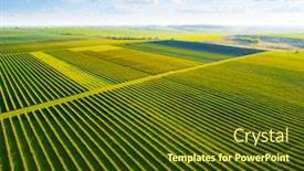  Presentation with drone - Presentation consisting of scenic-rows-of-blackcurrant-bushes background and a tawny brown colored foreground