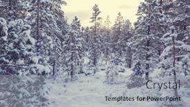  Presentation with forest winter - 