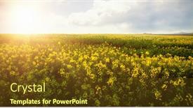  Presentation with scenic - Amazing PPT theme having scenic-view-of-beautiful-mustard backdrop and a tawny brown colored foreground