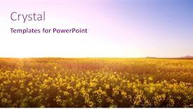  Presentation with scenic - PPT theme with scenic-view-of-beautiful-mustard background and a pink colored foreground