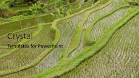  Presentation with rice terraces - Cool new presentation design with scenic-view-of-the-lush backdrop and a gold colored foreground
