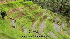  Presentation with rice terraces - Theme having scenic-view-of-the-lush background and a yellow colored foreground