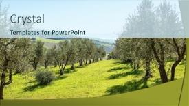  Presentation with olive trees - PPT theme consisting of scenic-view-on-plantation background and a cool aqua colored foreground