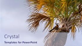  Presentation with scenic views - Slide deck enhanced with scenic-views-of-the-coast background and a sky blue colored foreground