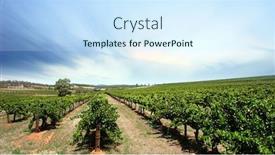  Presentation with clear - Audience pleasing slides consisting of scenic-vineyard-on-a-clear backdrop and a cool aqua colored foreground