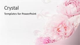  Presentation with peony flower - Theme featuring scent - beautiful pink peony flower background background and a white colored foreground