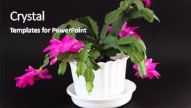  Presentation with cactus - PPT theme having schlumberger - christmas cactus background and a wine colored foreground