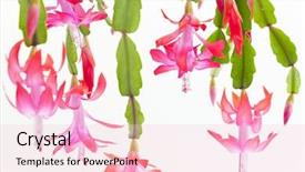  Presentation with cartoon cactus - PPT theme consisting of schlumberger - detail of christmas cactus background and a lemonade colored foreground