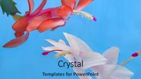  Presentation with pair - Beautiful slides featuring schlumberger - pair flowers on blue background backdrop and a light blue colored foreground