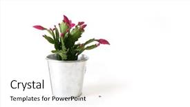  Presentation with cactus - Amazing theme having schlumbergera or christmas cactus backdrop and a white colored foreground