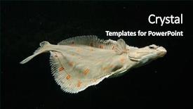  Presentation with fish - Presentation featuring schol - european plaice fish pleuronectes platessa background and a black colored foreground