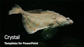  Presentation with fish - Slides consisting of schol - european plaice fish pleuronectes platessa background and a black colored foreground