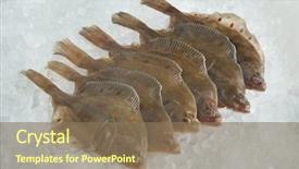  Presentation with fishes - PPT theme enhanced with schol - fresh raw european plaice fishes background and a coral colored foreground