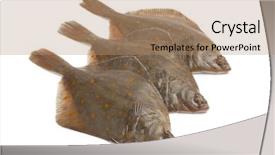  Presentation with top view of fresh fish - Amazing theme having schol - fresh raw plaice fishes backdrop and a coral colored foreground