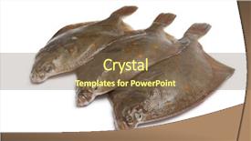  Presentation with fishes - Beautiful presentation featuring schol - fresh raw plaice fishes backdrop and a violet colored foreground