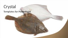  Presentation with fishes - Colorful slides enhanced with schol - fresh raw plaice fishes backdrop and a white colored foreground