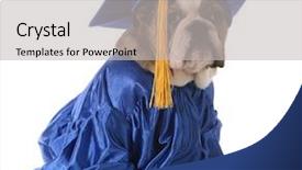  Presentation with school graduation - Beautiful presentation design featuring school - english bulldog wearing graduation backdrop and a light gray colored foreground