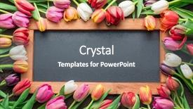  Presentation with school anniversary - Amazing theme having school anniversary - colorful tulips arranged as frame backdrop and a gray colored foreground