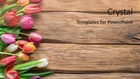  Presentation with school anniversary - PPT theme enhanced with school anniversary - colorful tulips arranged as frame background and a coral colored foreground